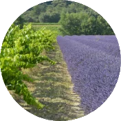 Travel In Provence Logo