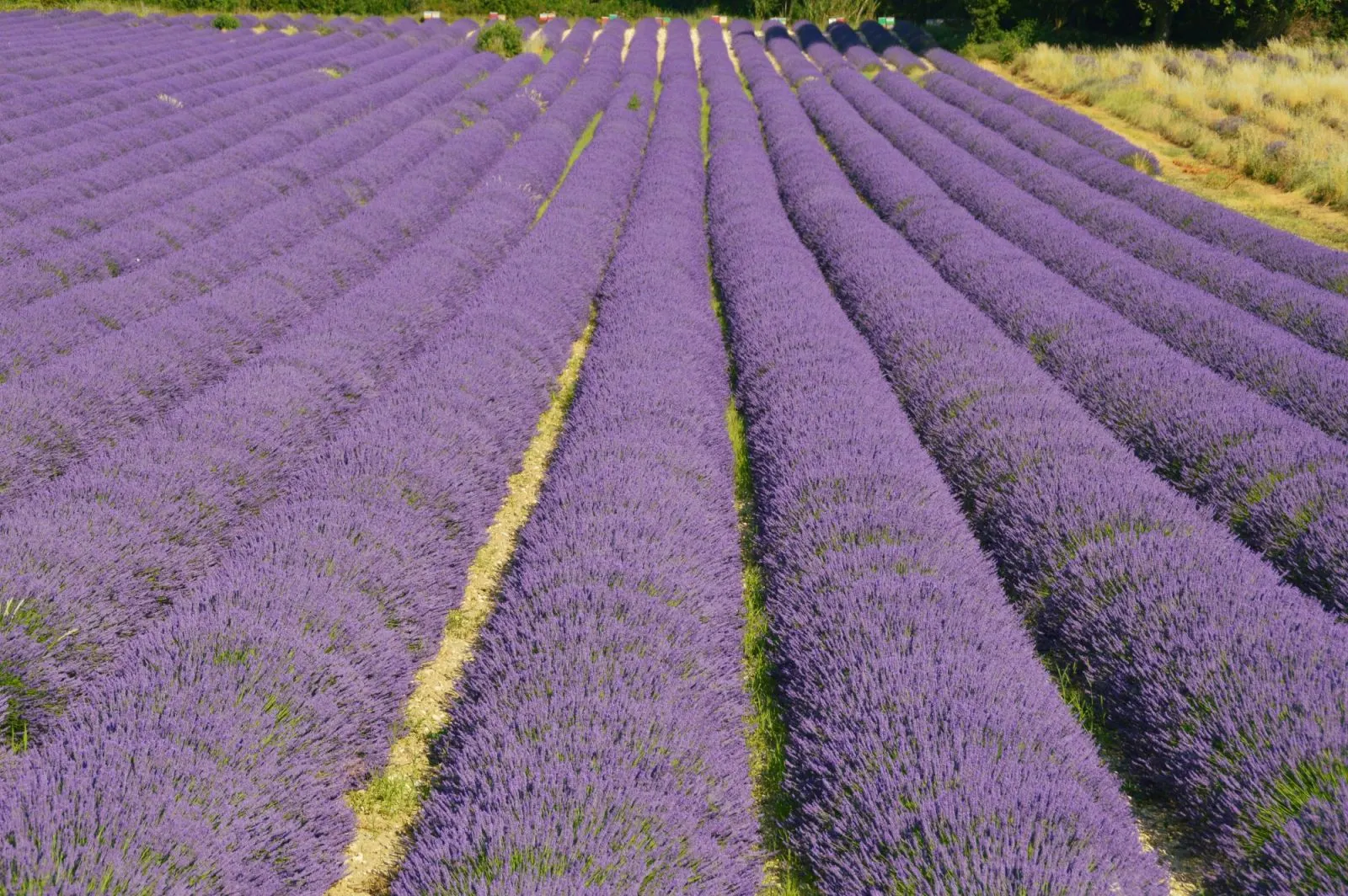 Lavender Fields
